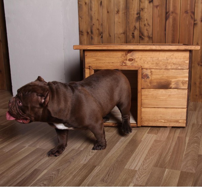 Будка для собак №1 окрашенная